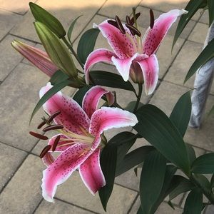 Meet your Posher, Maria